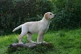 LABRADOR 1276